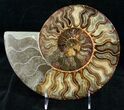 Gorgeous Split Ammonite Pair - Agatized #12457-2